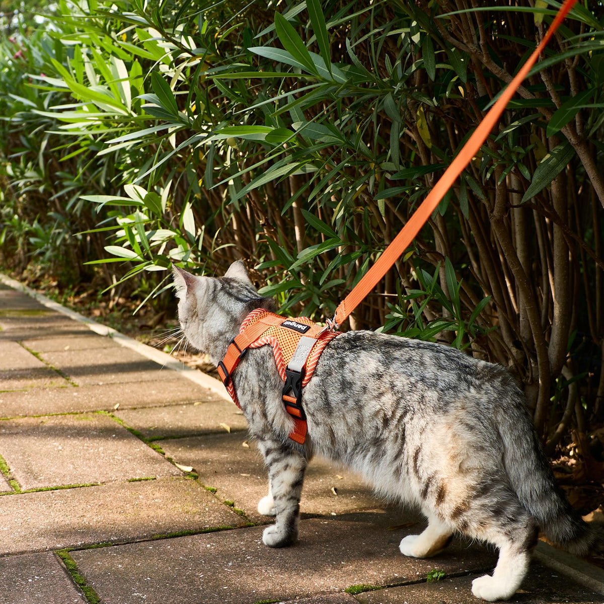 pangdi Pet Supplies in Small, Orange