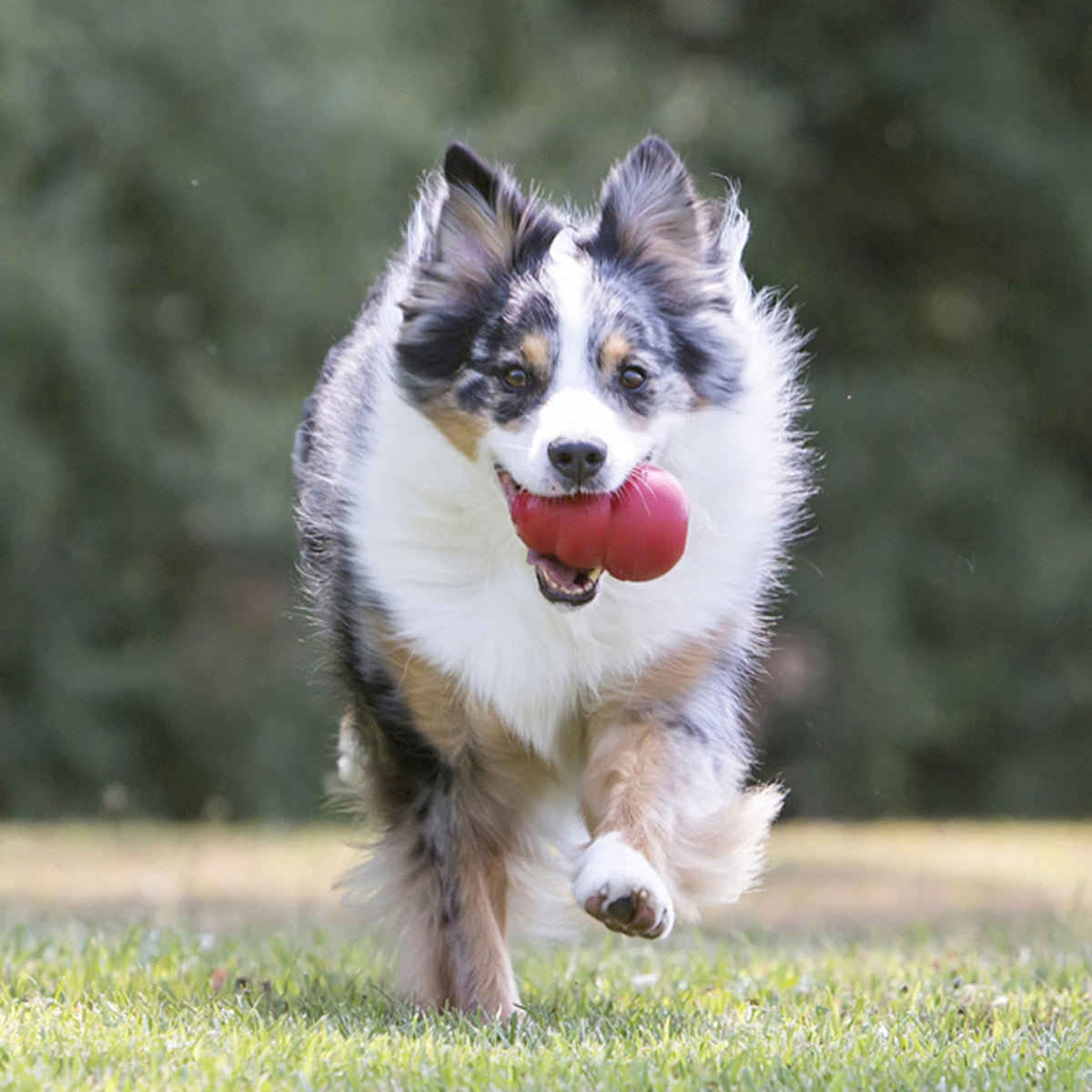 KONG Pet Toy in Small (Pack of 1), Red
