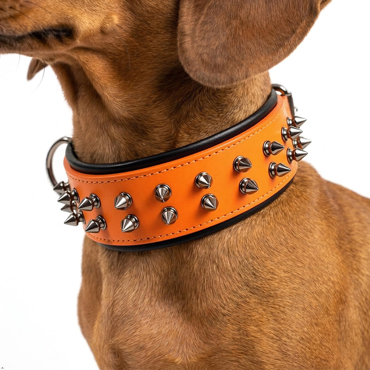 Molteriqo Animal Collar in M-neck 33-41cm, Orange