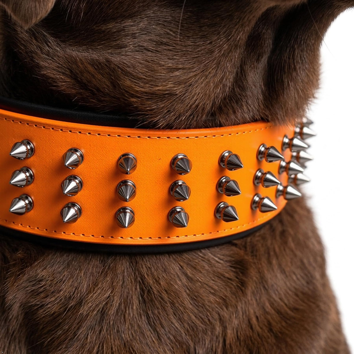 Molteriqo Animal Collar in XL-neck 49-57cm, Orange
