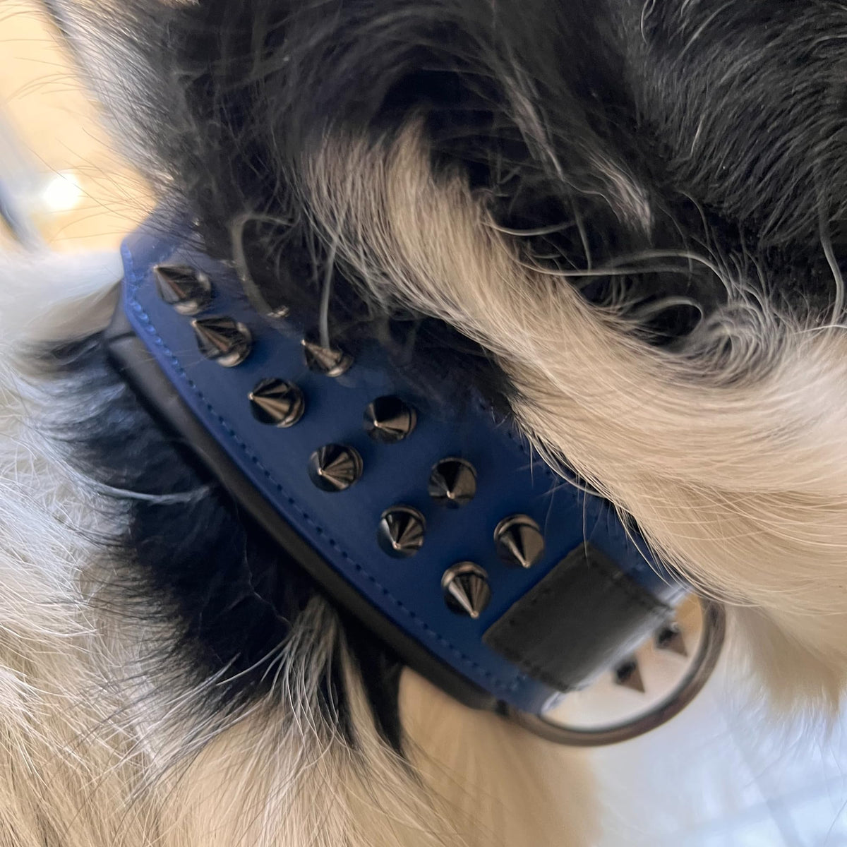 Molteriqo Animal Collar in M-neck 33-41cm, Blue