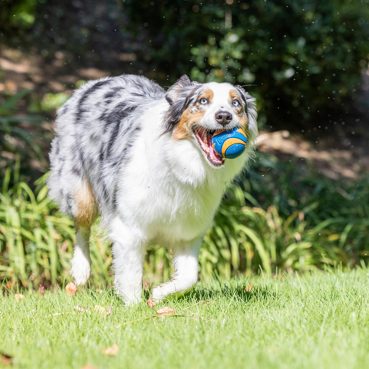 Chuckit! Pet Toy in Medium, Multi