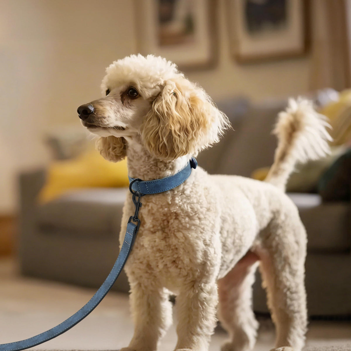 Didog Animal Collar in M: Fit Neck 11-14"(10-20 lbs), Blue