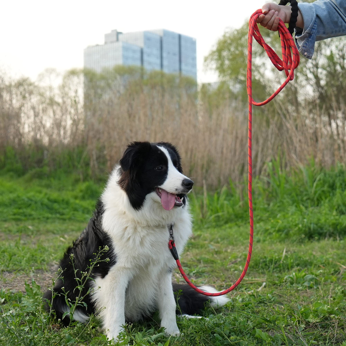 NTR Leash in 15ft*1/3", Red