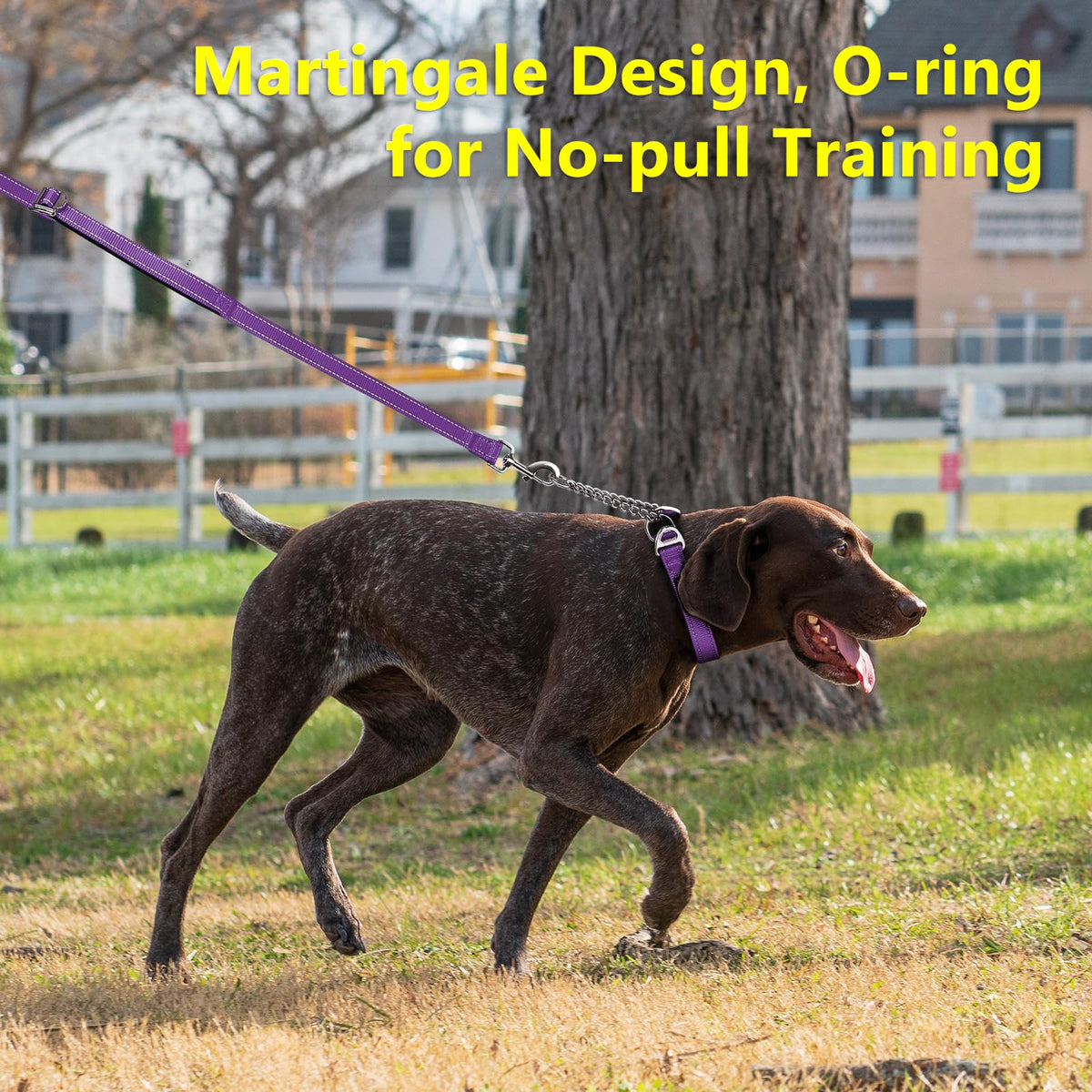 PLUTUS PET Animal Collar in Small, Purple