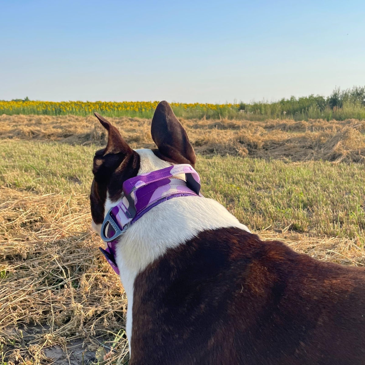 ADITYNA Animal Collar in Extra-Large: Fit 24-30" Neck, Camo Purple