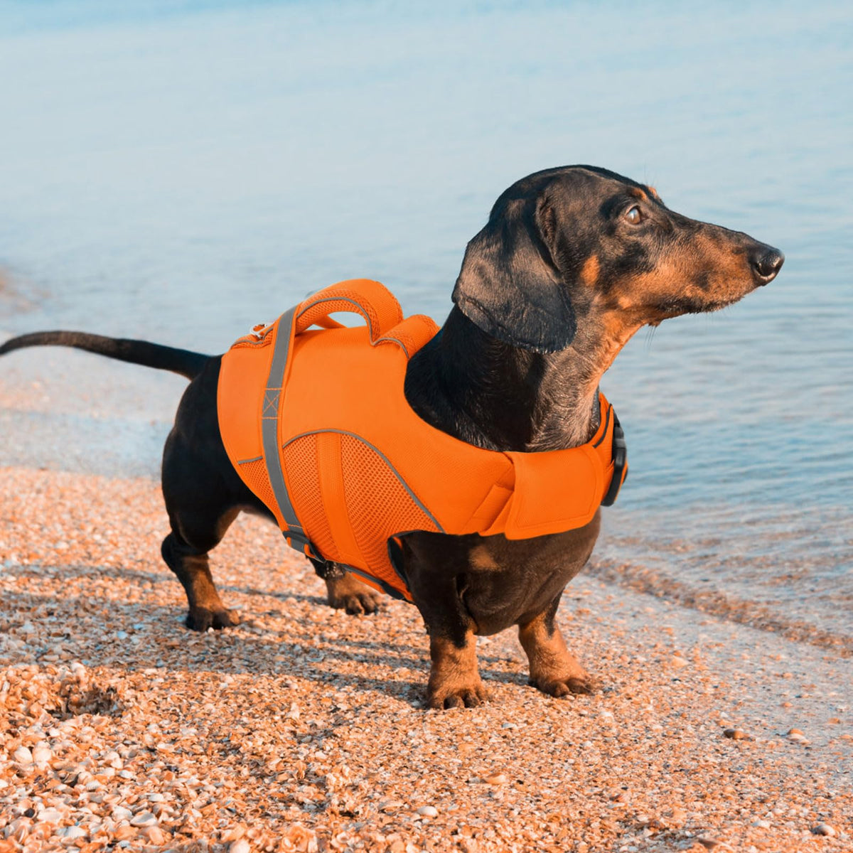 Queenmore Pet Apparel in X-Small, Orange