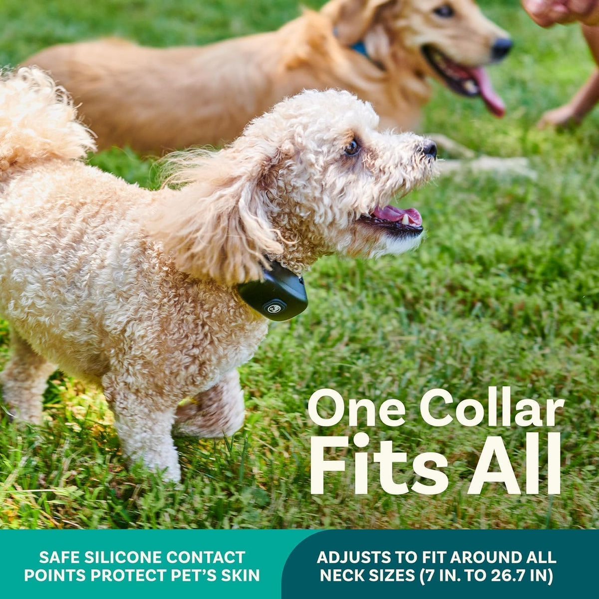 PetCove Animal Collar in 2 Collar Gray & Teal, Gray & Teal