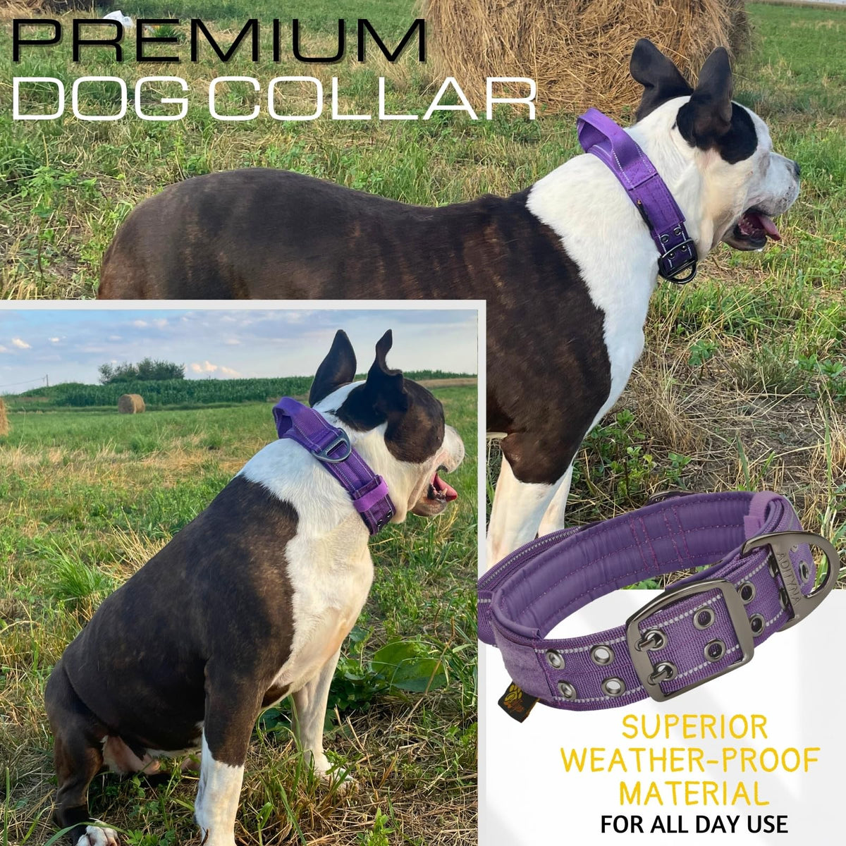 ADITYNA Animal Collar in Medium: Fit 15-19" Neck, Purple