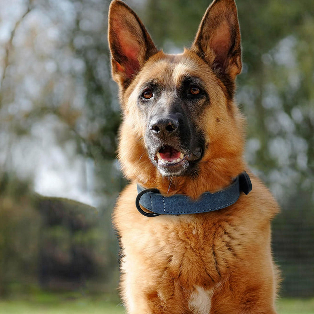 Didog Animal Collar in L: Fit Neck 14-18"(22-44 lbs), Blue