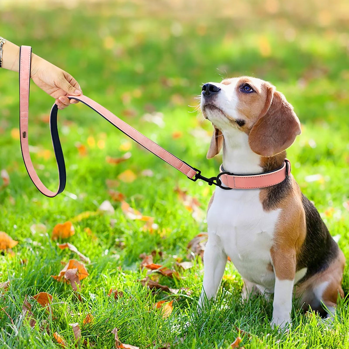 Didog Animal Collar in M: Fit Neck 11-14"(10-20 lbs), Pink Set