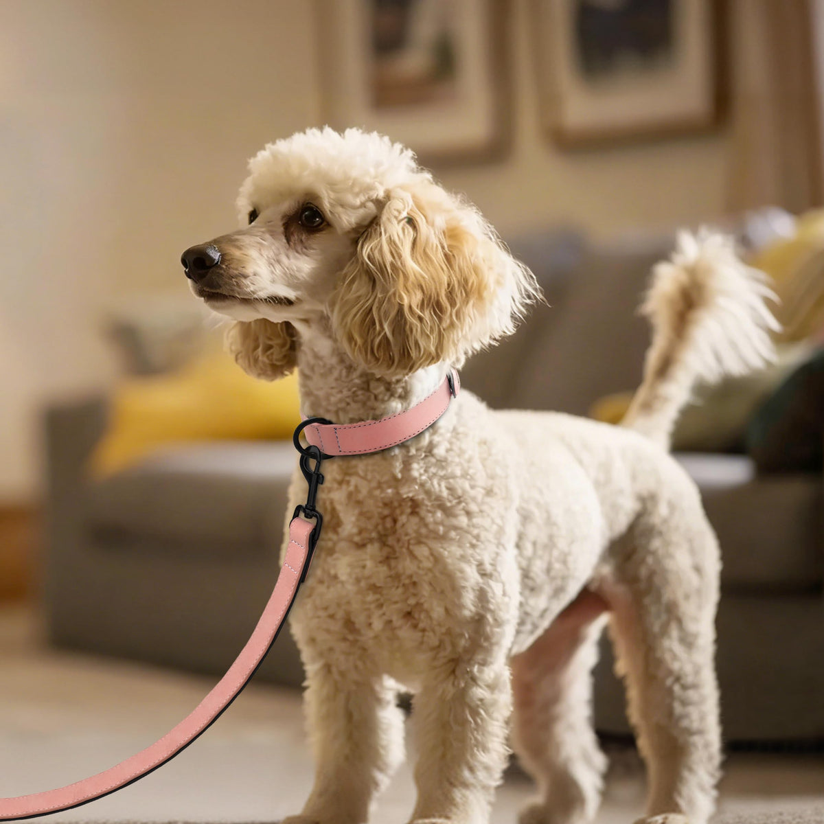 Didog Animal Collar in M: Fit Neck 11-14"(10-20 lbs), Pink