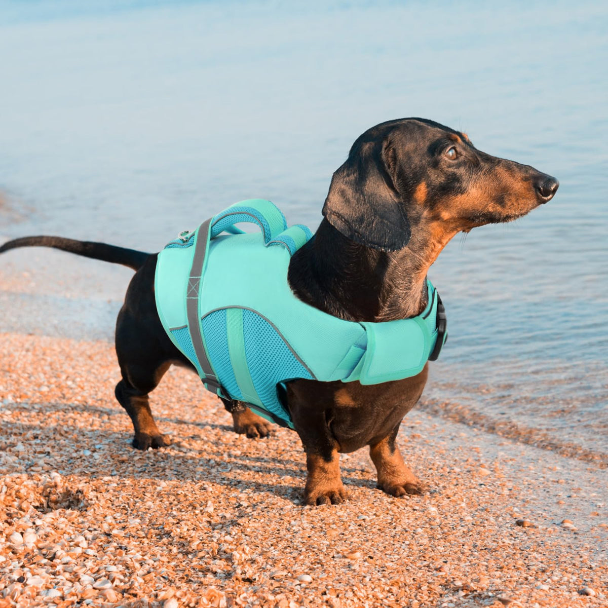 Queenmore Pet Apparel in X-Small, LightBlue
