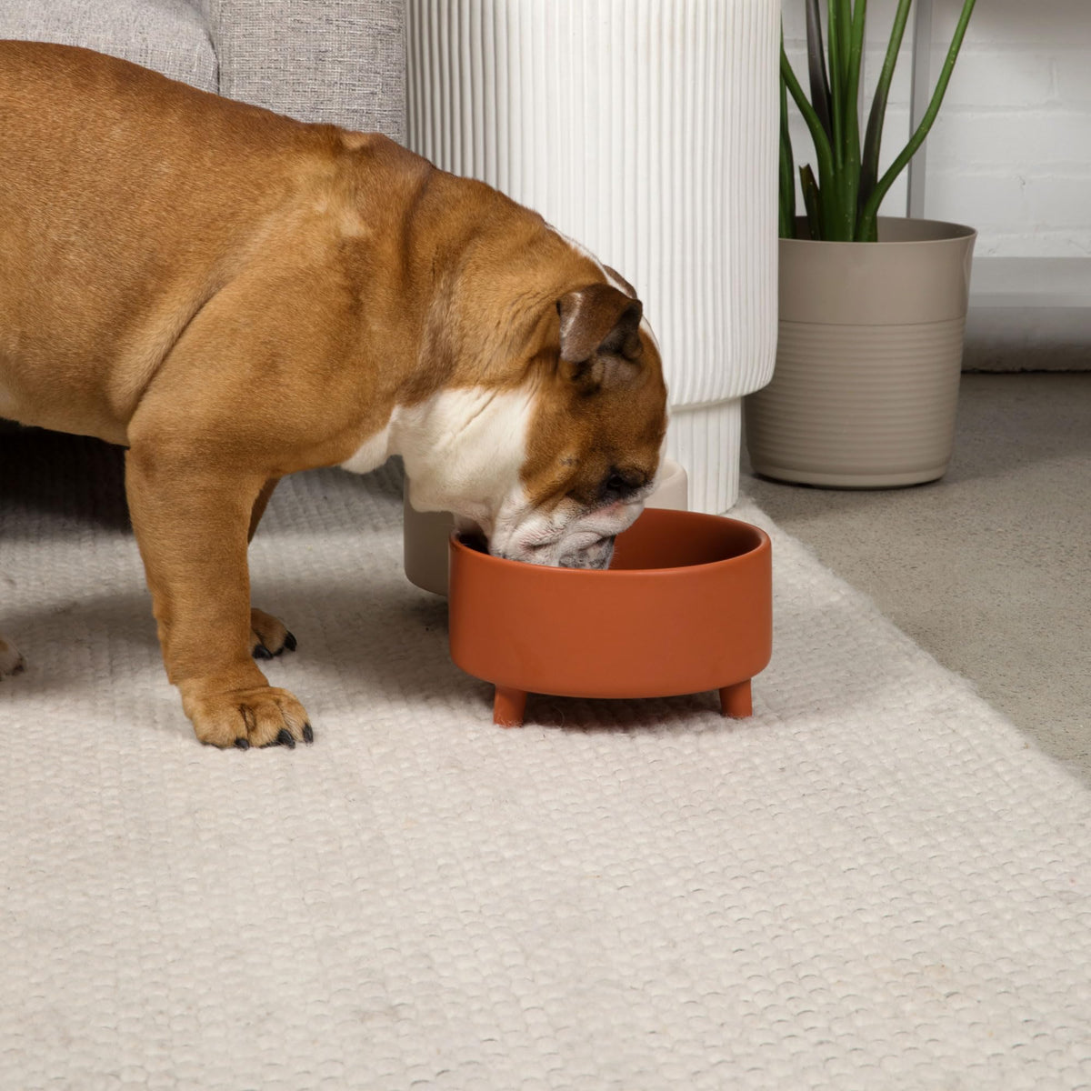 Waggo Pet Feeder in Medium, Olive