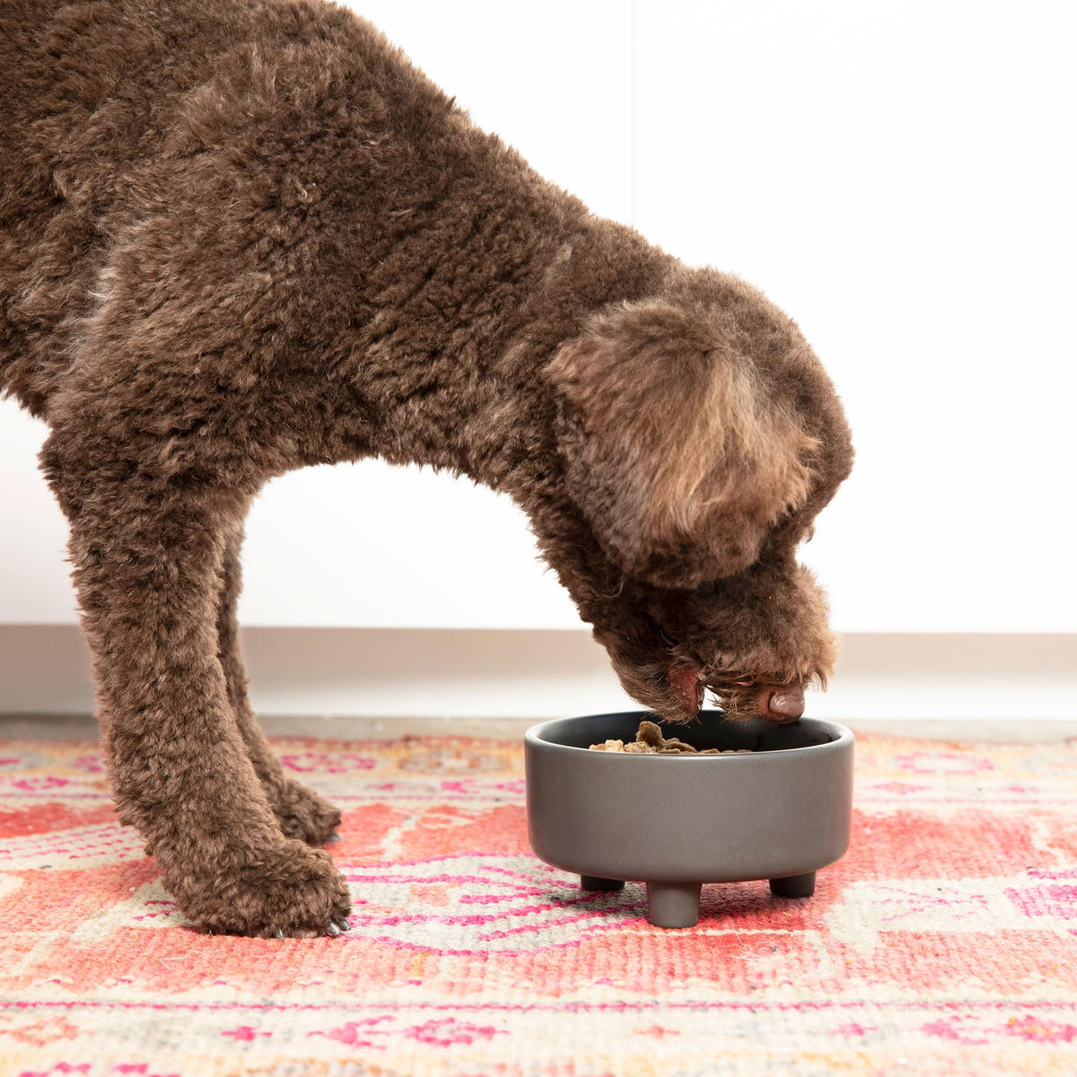 Waggo Pet Feeder in Small, Speckle