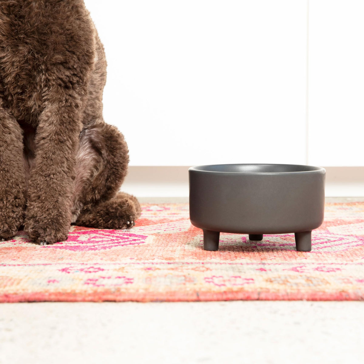 Waggo Pet Feeder in Medium(2-Pack), Black