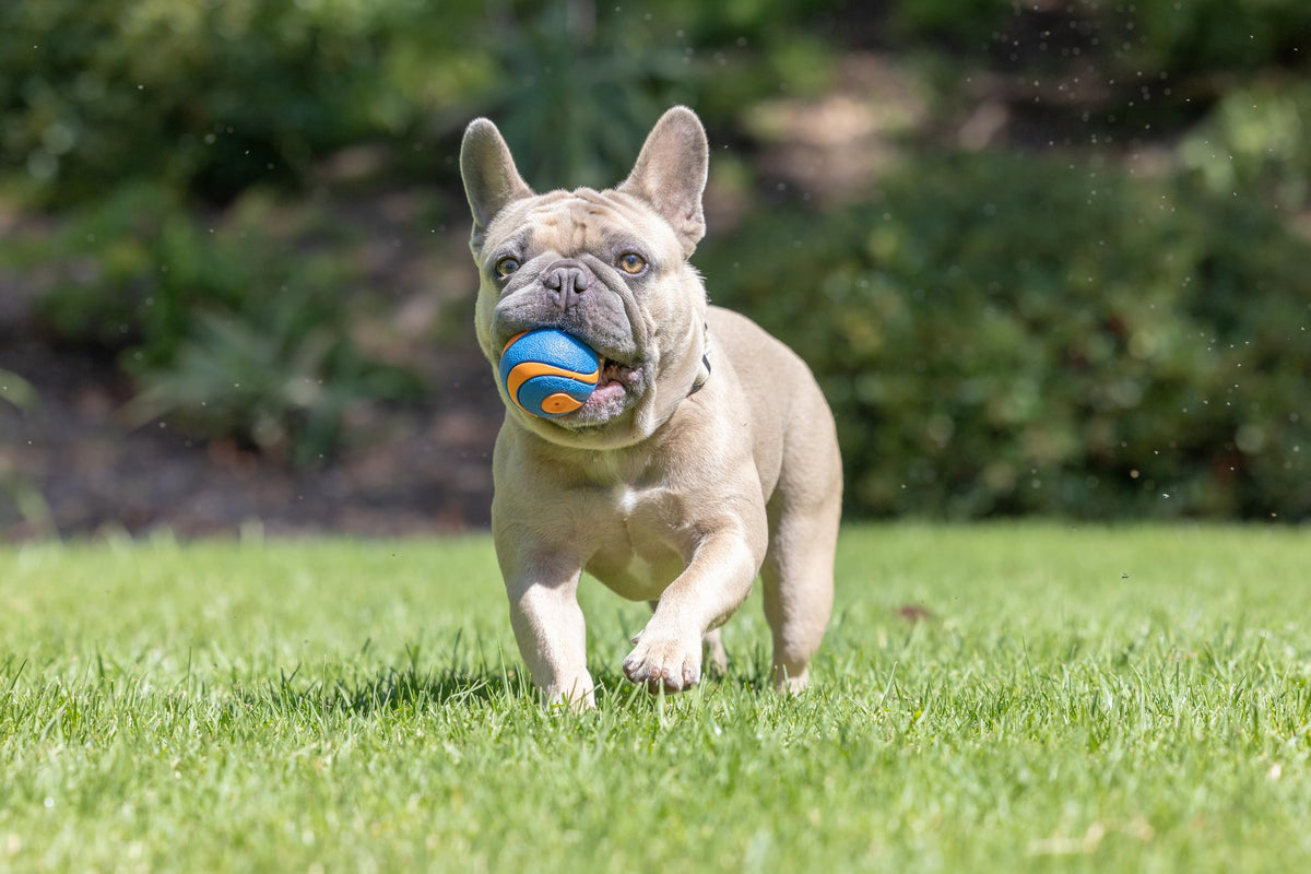 Chuckit! Pet Toy in Medium, Squeaker