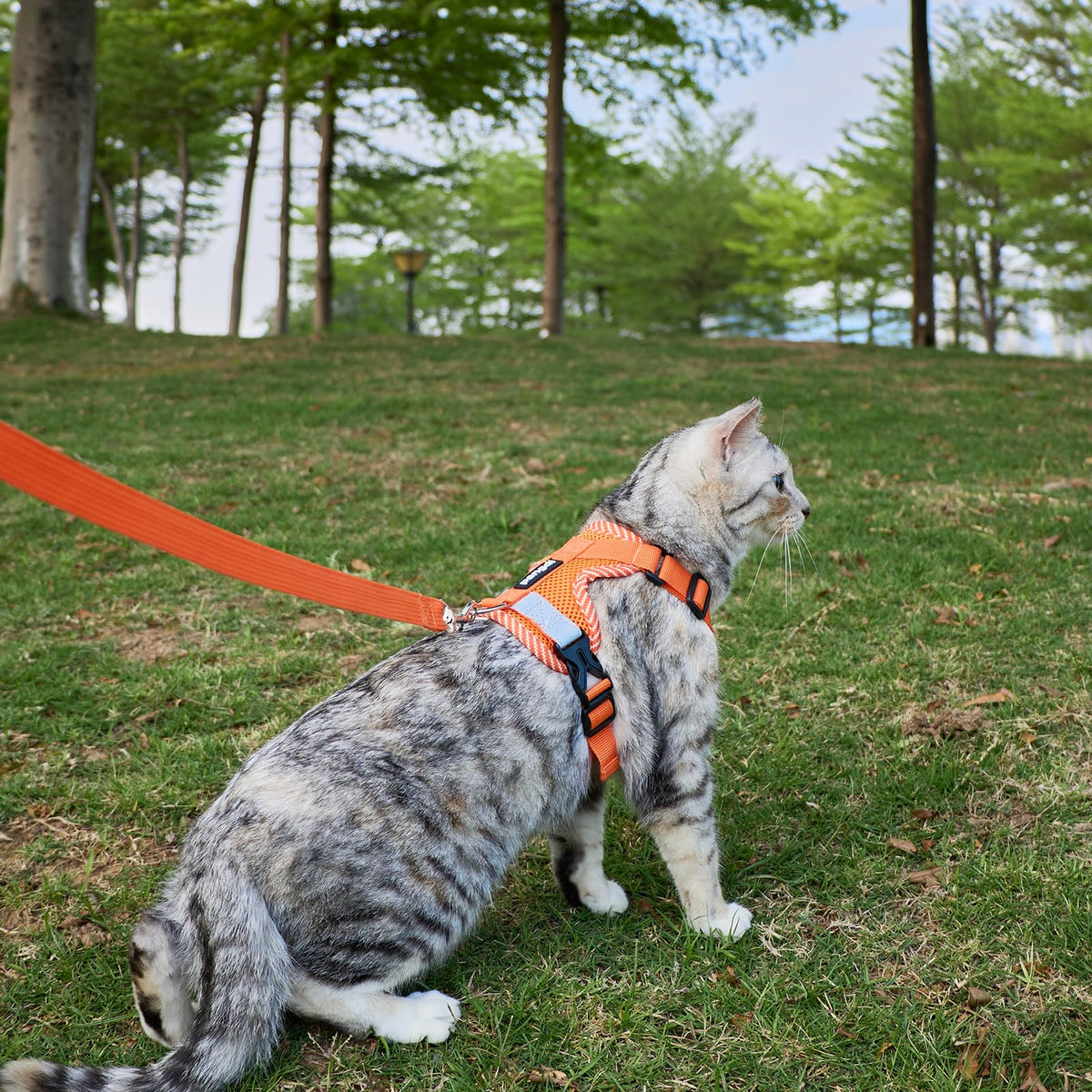 pangdi Pet Supplies in XX-Large, Orange