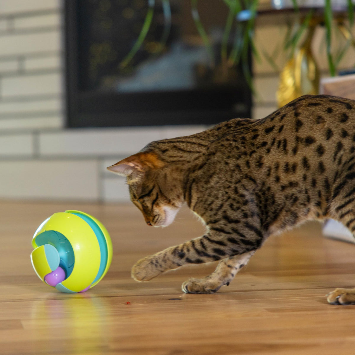 Catstages Pet Toy in One-Size, Green