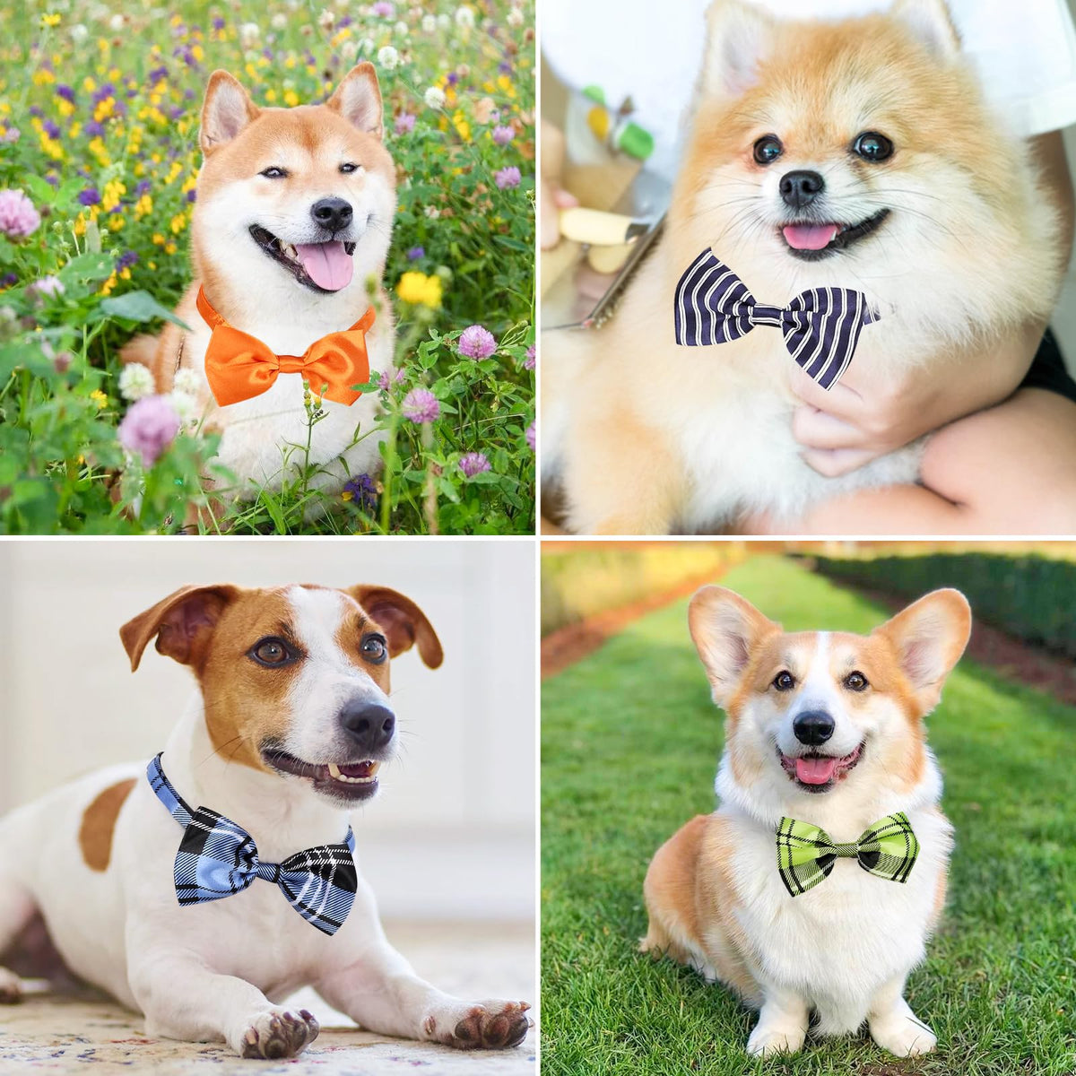 Segarty Pet Apparel in 40PCS, 40pcs-vivid