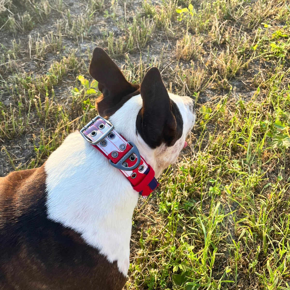 ADITYNA Animal Collar in Extra-Large: Fit 24-30" Neck, Camo Red Blue