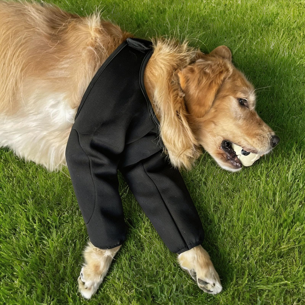 Harikaji Pet Supplies in L-Length 9'' Girth<8.2'', Black Waterproof (Pad Upgrade)