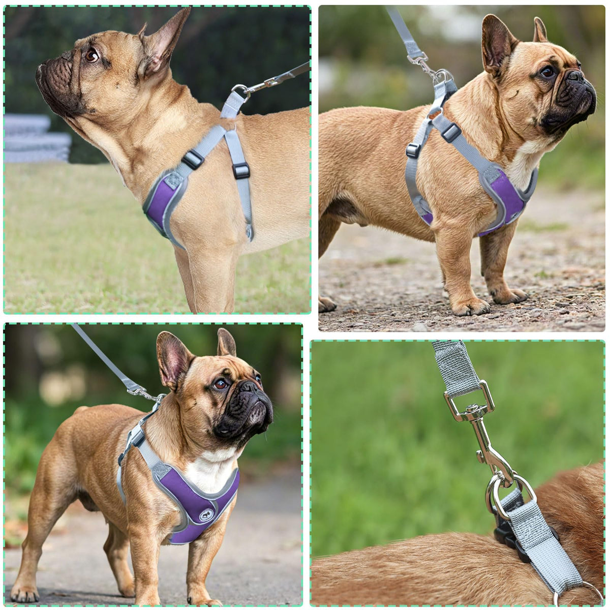 SAEGYPET Animal Harness in Medium, Purple