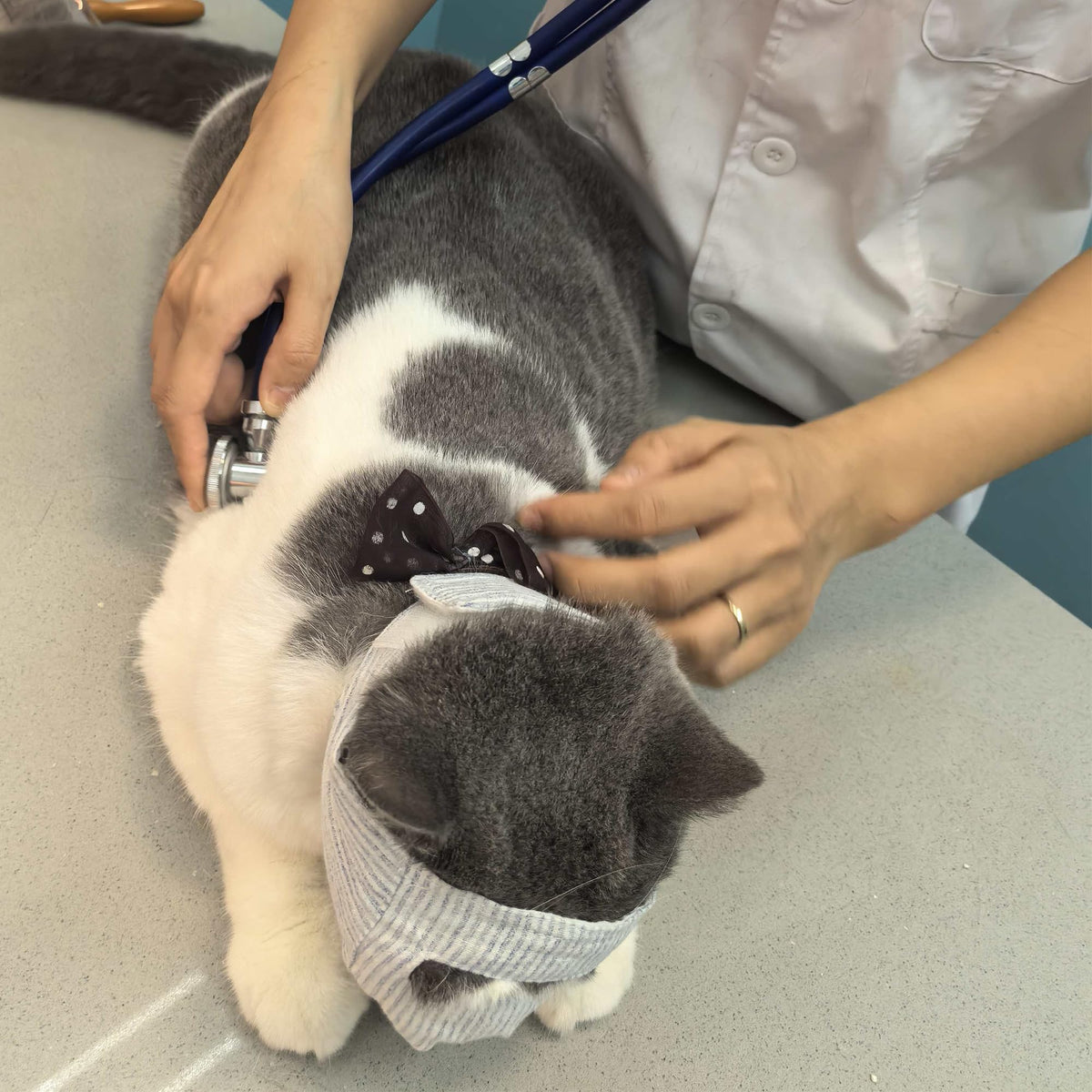 FDANDADE Pet Supplies in S, Open-eyes