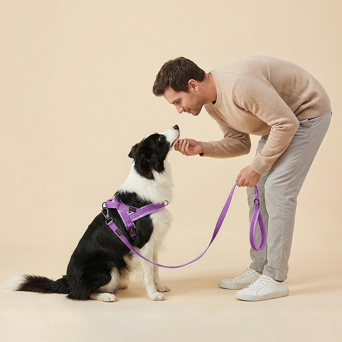 Didog Leash in 3/4''x 4 FT, Purple