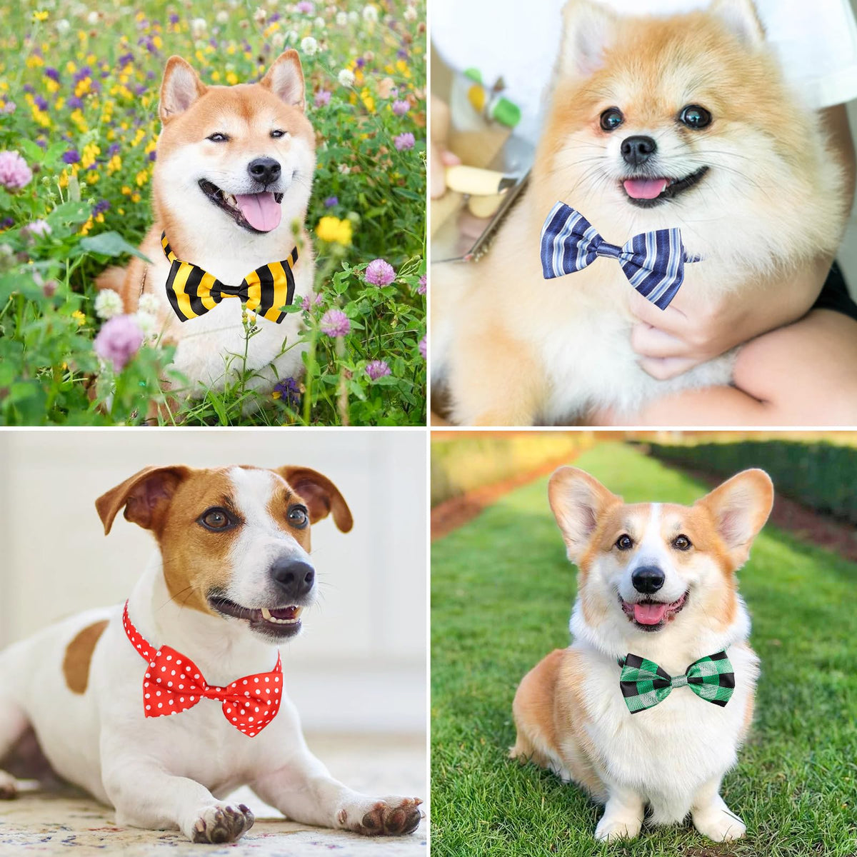 Segarty Pet Apparel in Small to Medium, 80pcs-vivid