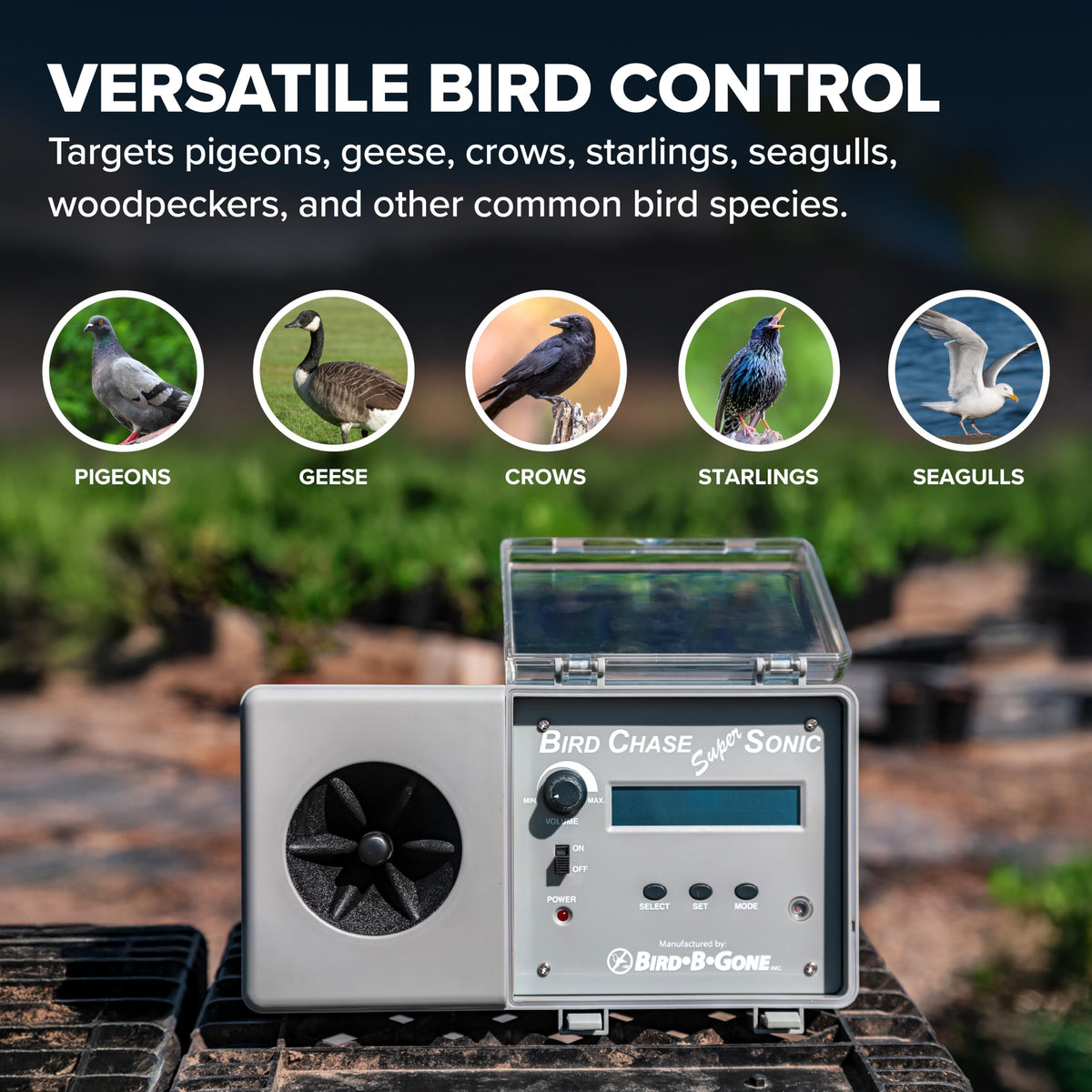 Bird B Gone Outdoor Living in 6 lb., Premium