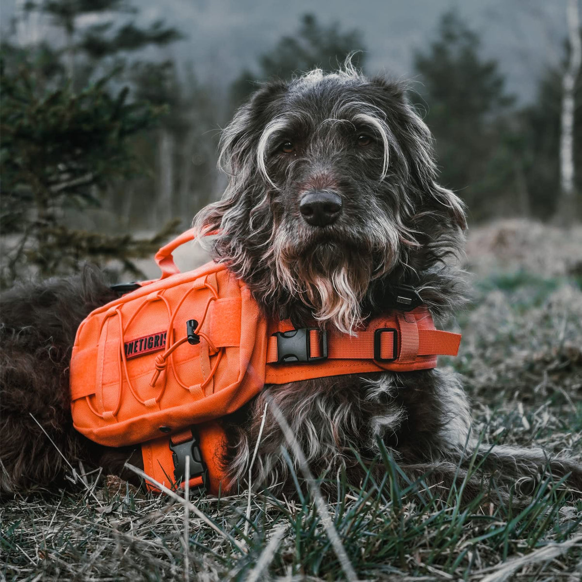 ONETIGRIS Pet Supplies in Small, Orange