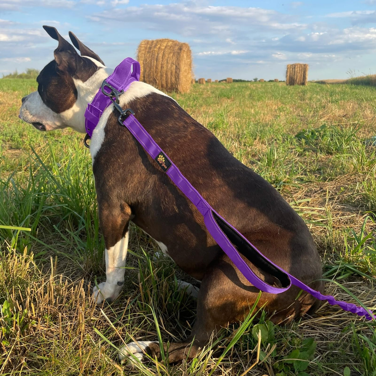 ADITYNA Leash in 6ft - 7.5ft, Purple