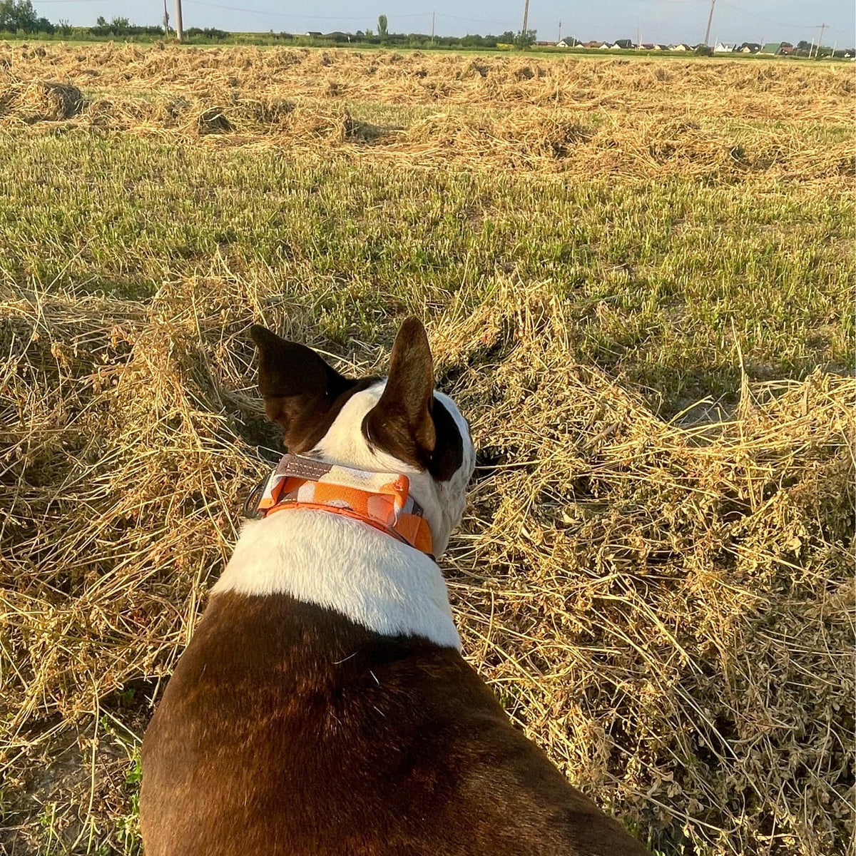 ADITYNA Animal Collar in Extra-Large: Fit 24-30" Neck, Camo Orange
