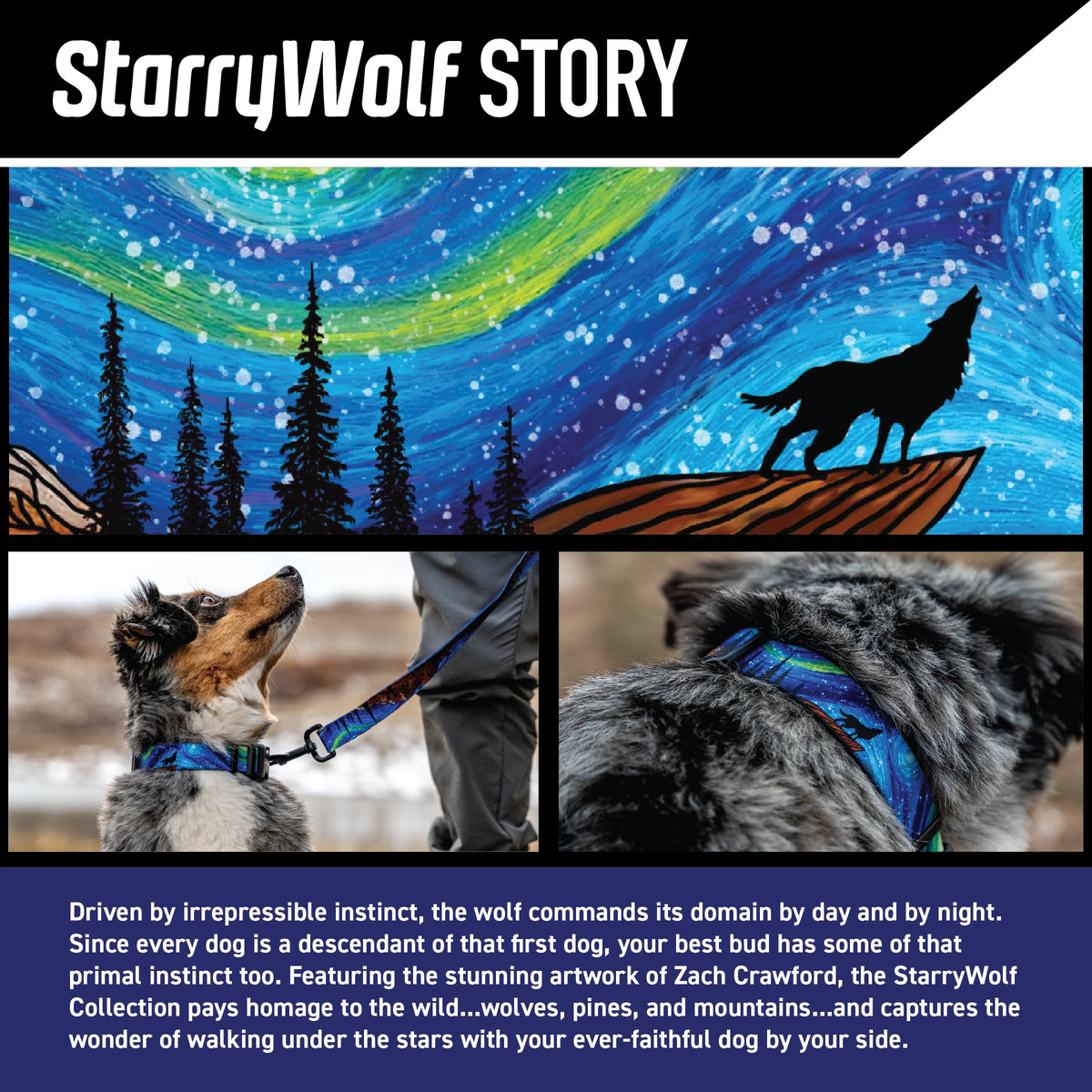 Wolfgang Man & Beast Animal Collar in Small (5/8 Inch x 8-12 Inch), StarryWolf Print