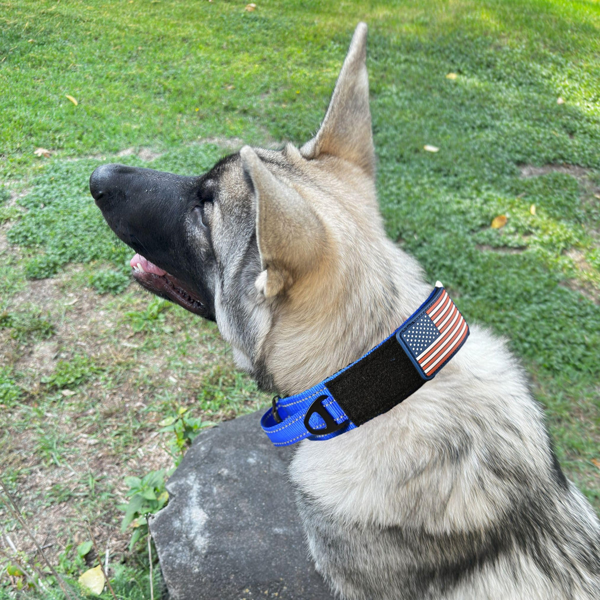 DEZIZEUSK9 Animal Collar in 16-25 INCH, BLACK-COBVEL2