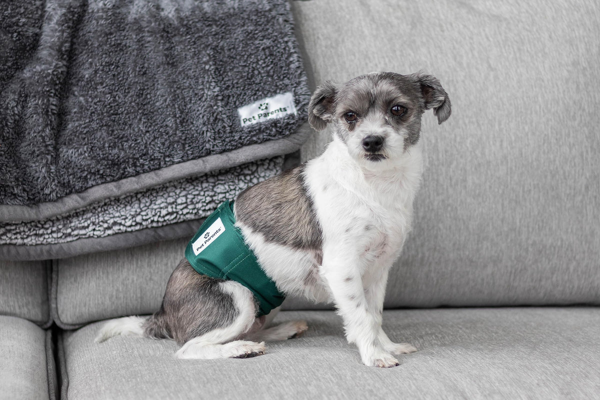 Pet Parents Animal Incontinence Protector in X-Small (11-13"), Spruce