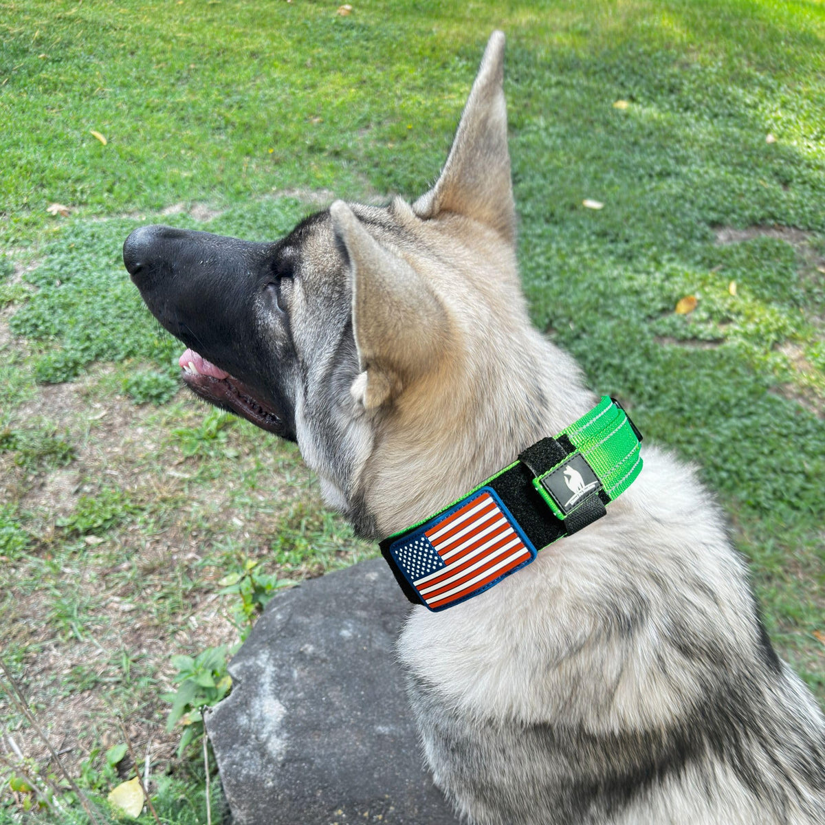 DEZIZEUSK9 Animal Collar in 16-25 INCH, NEONGREEN-COBVEL2
