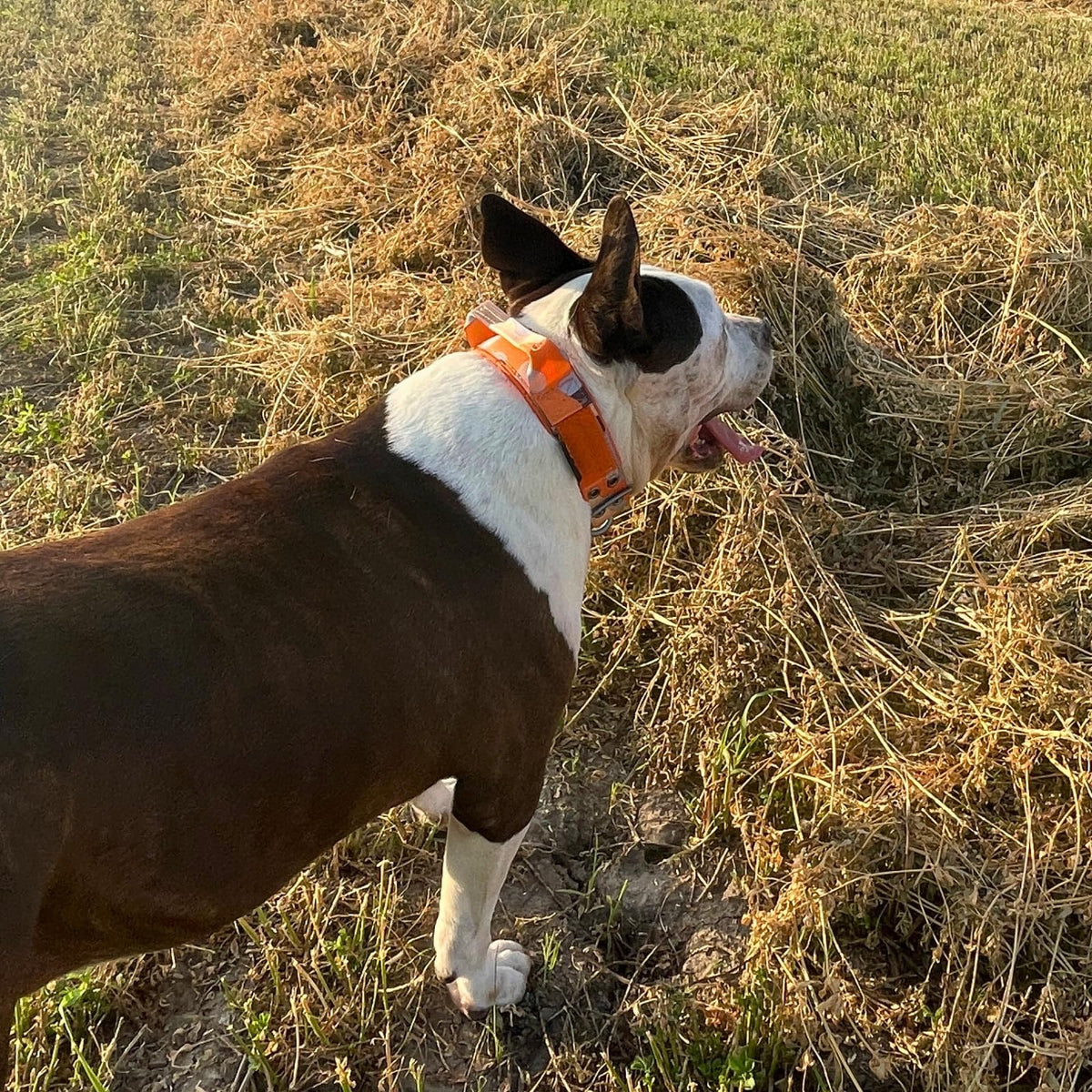 ADITYNA Animal Collar in Extra-Large: Fit 24-30" Neck, Camo Orange