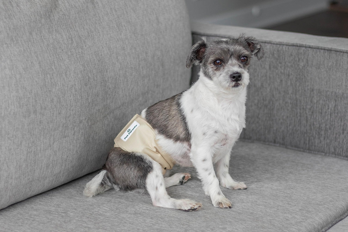 Pet Parents Animal Incontinence Protector in Small (13-16"), Spruce