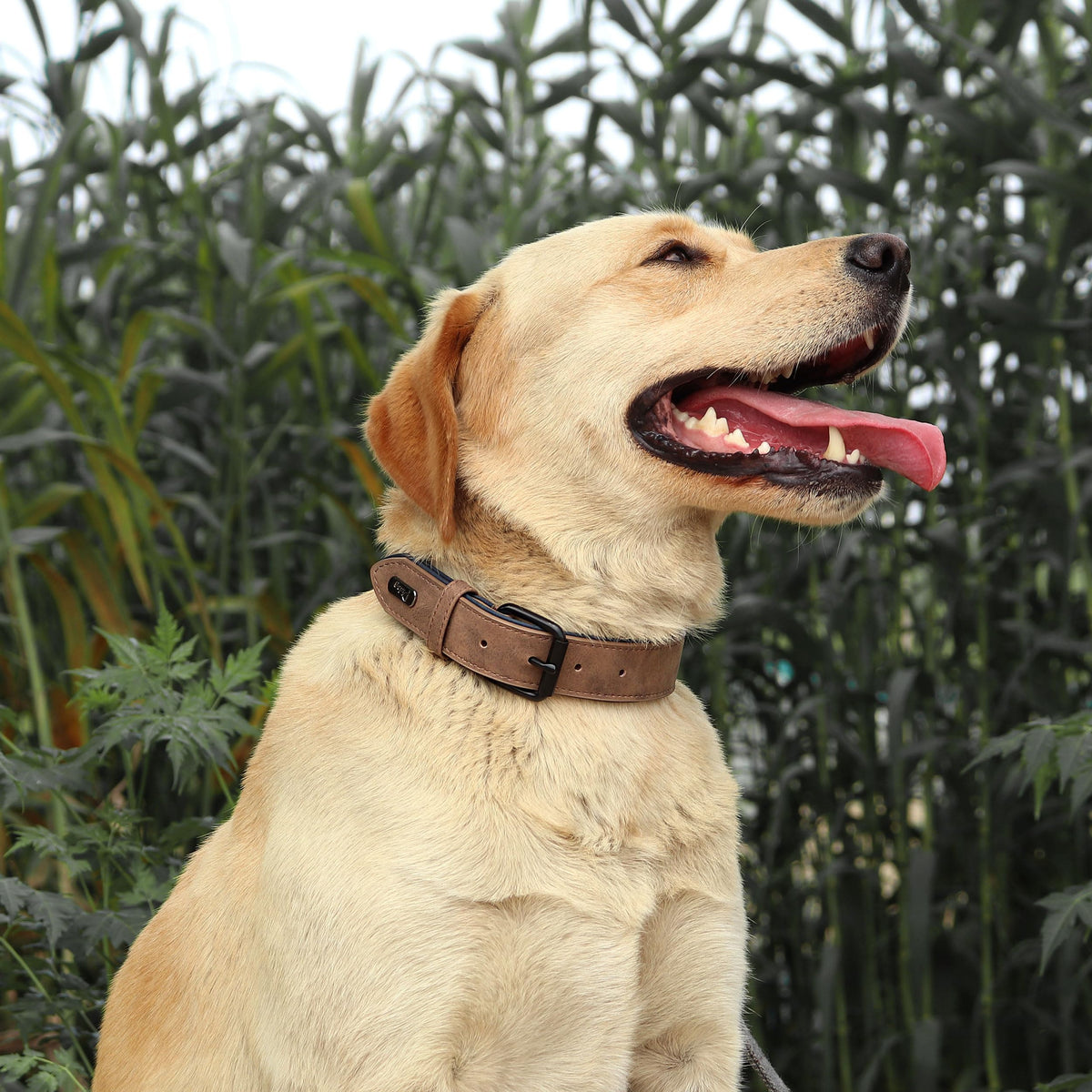 Didog Animal Collar in L: Fit Neck 14-18"(22-44 lbs), Brown