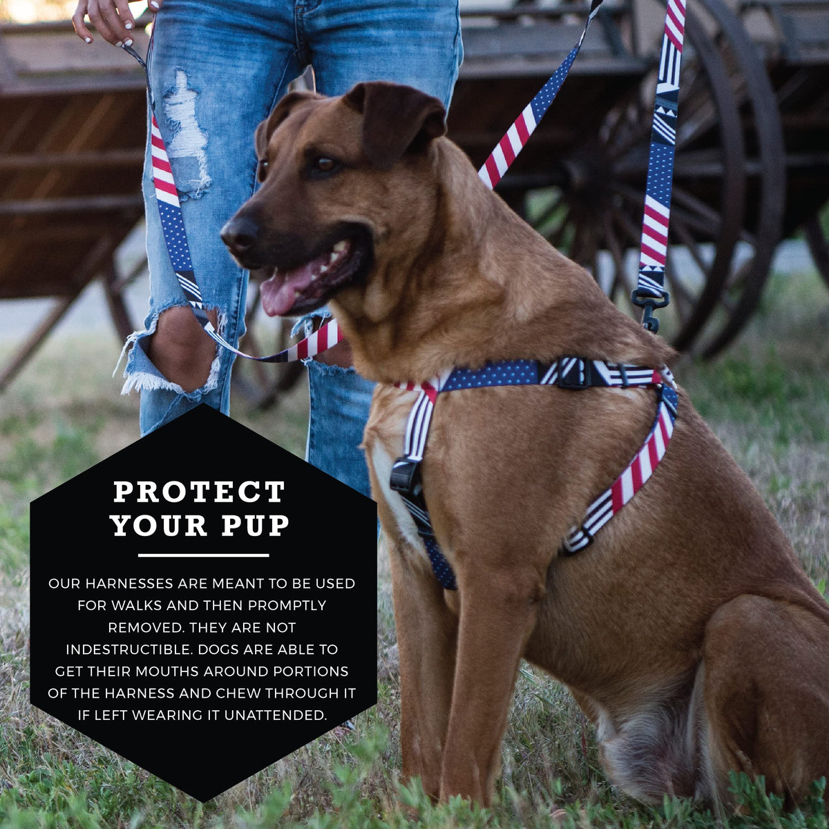 Wolfgang Man & Beast Animal Harness in Medium (5/8 Inch x 16-24 Inch), PledgeAllegiance Print