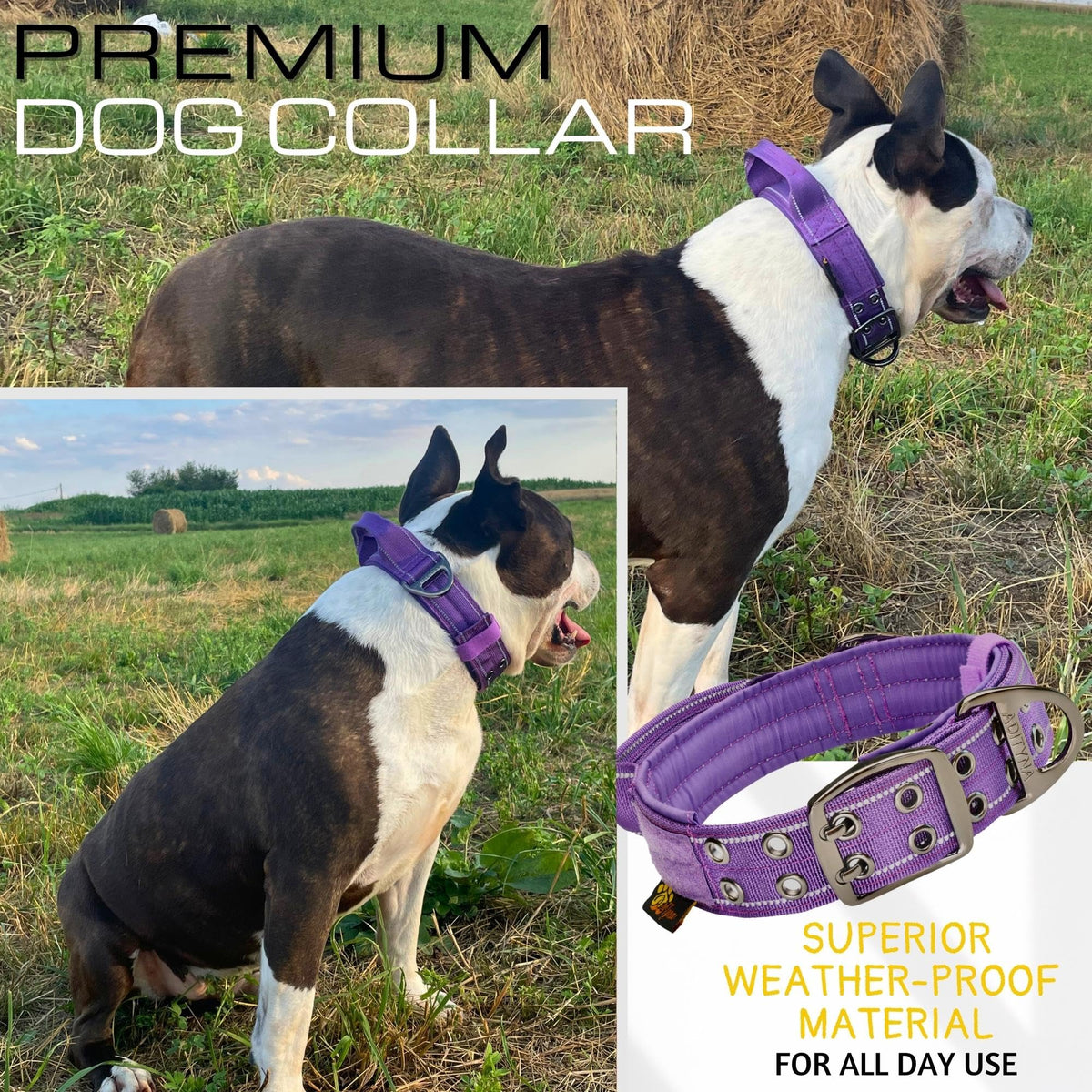 ADITYNA Animal Collar in Large: Fit 18-23" Neck, Purple