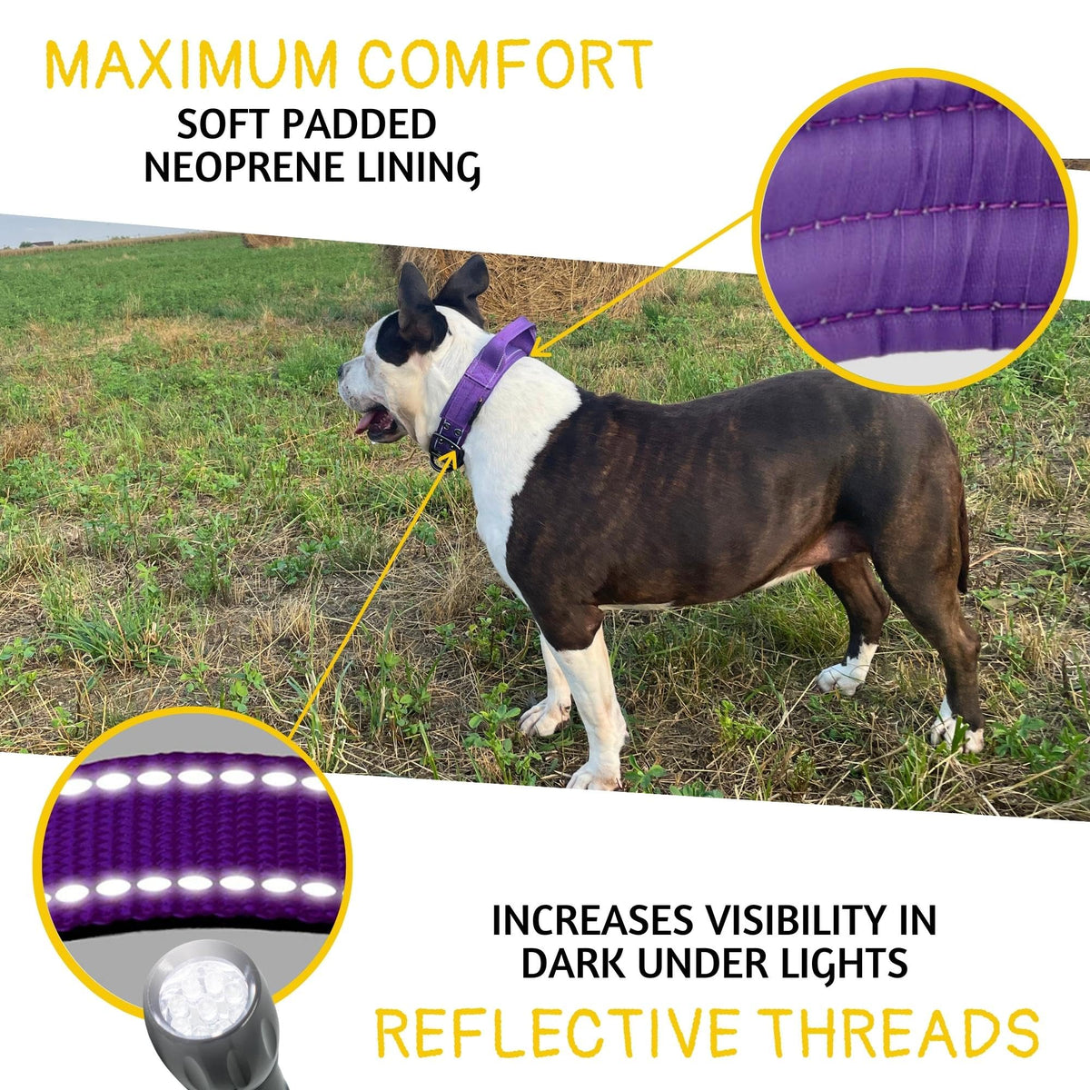 ADITYNA Animal Collar in Large: Fit 18-23" Neck, Purple