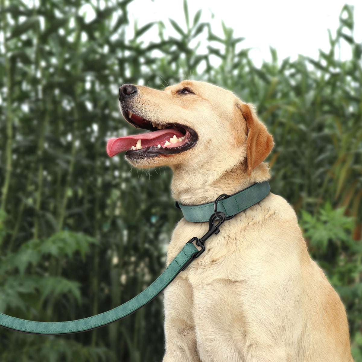 Didog Animal Collar in L: Fit Neck 14-18"(22-44 lbs), Green Set