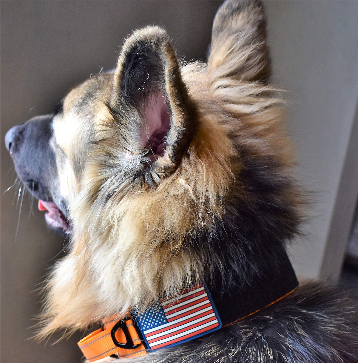 DEZIZEUSK9 Animal Collar in 16-25 INCH, ORANGE-COBVEL2