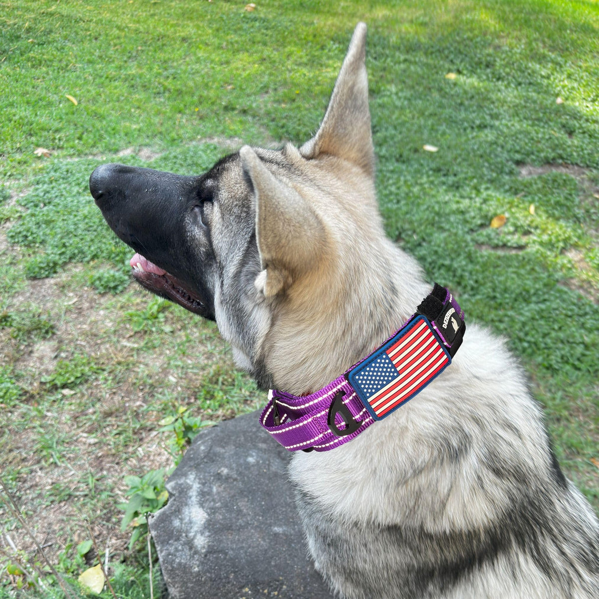 DEZIZEUSK9 Animal Collar in 16-25 INCH, PURPLE-COBVEL2