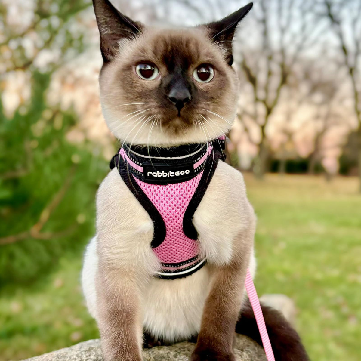 rabbitgoo Animal Harness in L, Pink