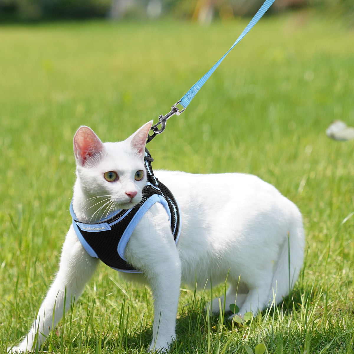 rabbitgoo Animal Harness in M, Black & Light Blue