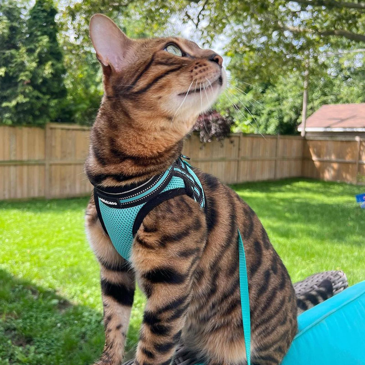 rabbitgoo Animal Harness in M, Green
